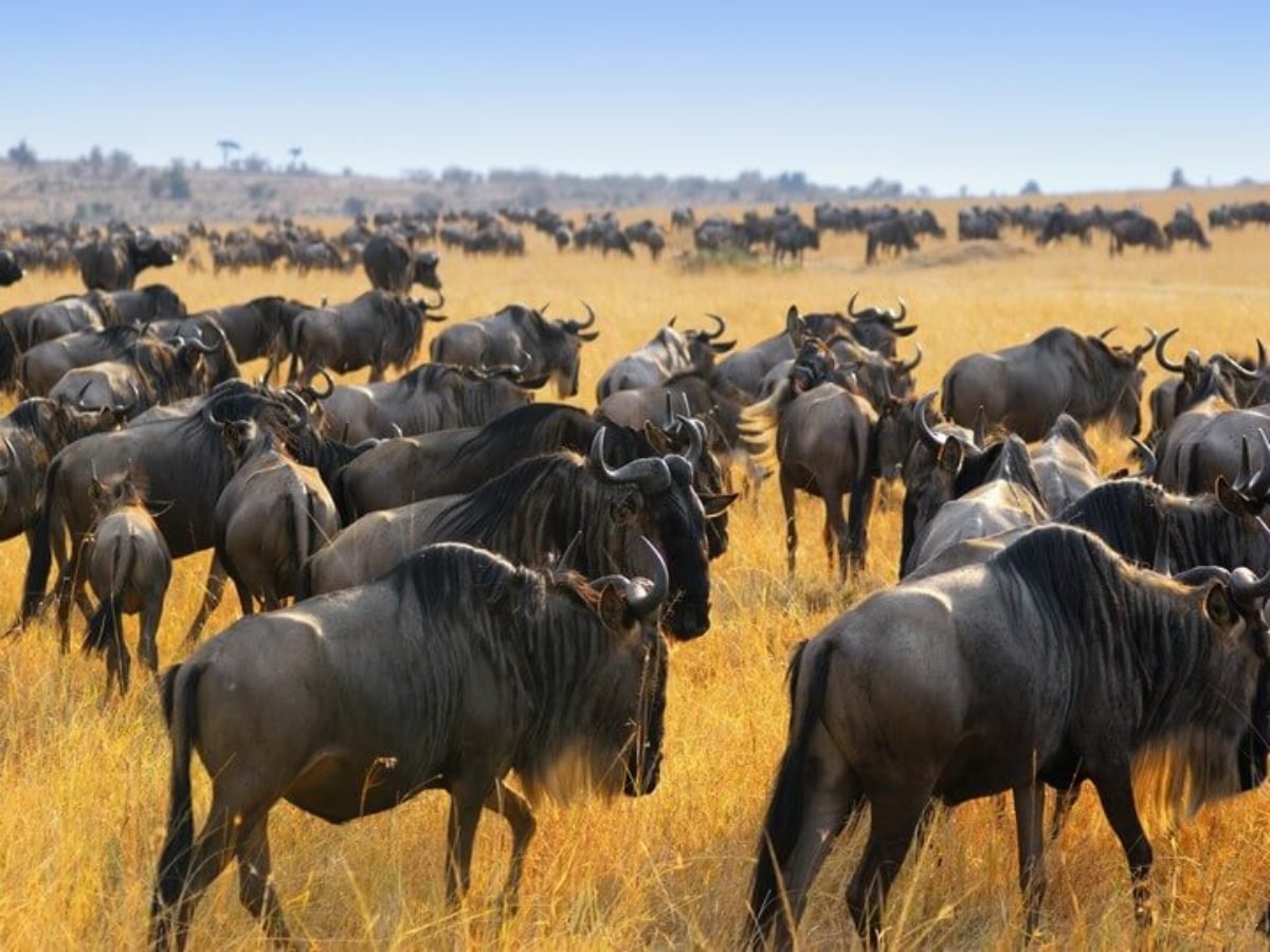 Wildebeest surge into Maasai Mara as Great Migration begins